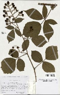 spécimen de Rubus obtruncatus