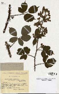 spécimen de Rubus obtruncatus