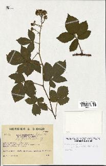 spécimen de Rubus lejeunei