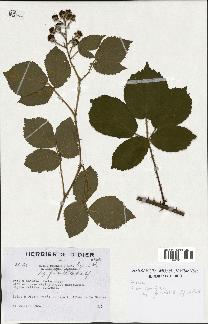 spécimen de Rubus lejeunei