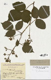 spécimen de Rubus lejeunei