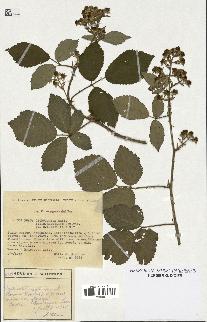 spécimen de Rubus obtruncatus