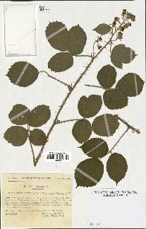 spécimen de Rubus obtruncatus