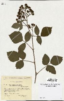 spécimen de Rubus obtruncatus