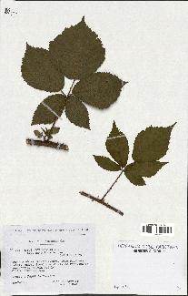 spécimen de Rubus obtruncatus