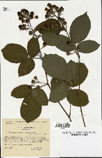 spécimen de Rubus thyrsiflorus