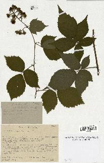 spécimen de Rubus thyrsiflorus