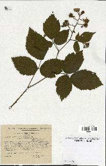 spécimen de Rubus thyrsiflorus