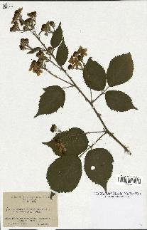 spécimen de Rubus rhamnifolius