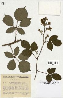 spécimen de Rubus alterniflorus