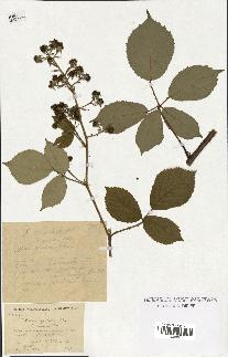 spécimen de Rubus apiculatus