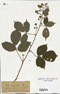 spécimen de Rubus apiculatus