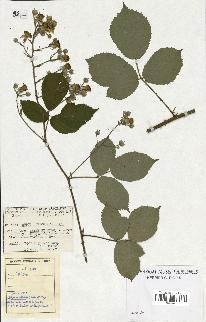 spécimen de Rubus apiculatus