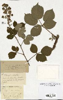 spécimen de Rubus discerptus