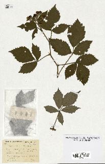 spécimen de Rubus discerptus