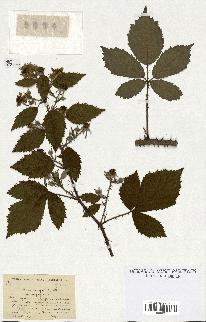 spécimen de Rubus discerptus