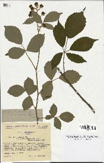 spécimen de Rubus apiculatus