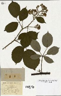 spécimen de Rubus apiculatus