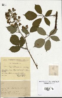 spécimen de Rubus radula