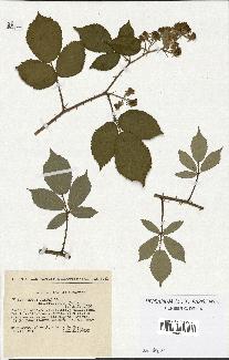 spécimen de Rubus radula