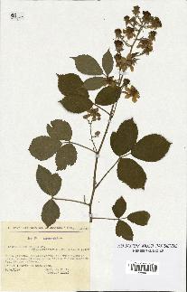 spécimen de Rubus radula