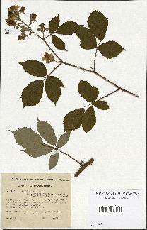 spécimen de Rubus radula