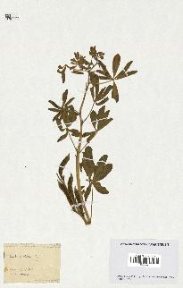 spécimen de Lupinus albus