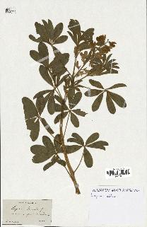 spécimen de Lupinus albus