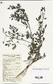 spécimen de Indigofera tinctoria