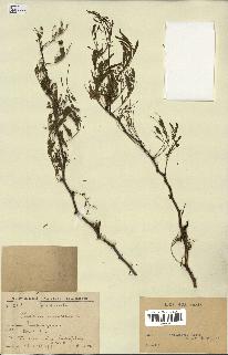 spécimen de Acacia nilotica