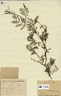 spécimen de Acacia nilotica
