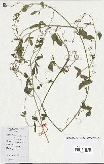 spécimen de Desmodium tortuosum