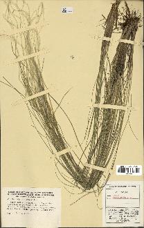 spécimen de Stipa eriocaulis