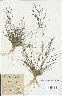 spécimen de Eragrostis pectinacea