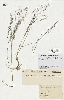 spécimen de Eragrostis pectinacea