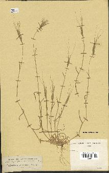 spécimen de Aegilops triuncialis