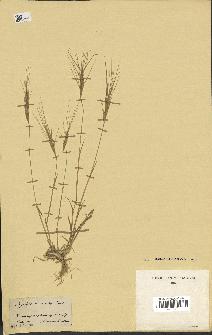 spécimen de Aegilops triuncialis