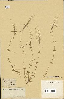 spécimen de Aegilops triuncialis