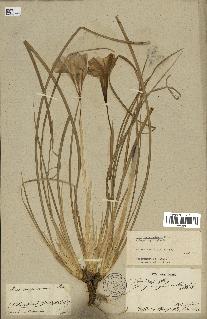 spécimen de Iris unguicularis