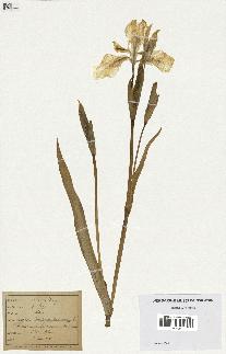spécimen de Iris pseudacorus
