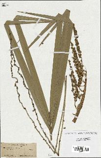 spécimen de Phoenix dactylifera