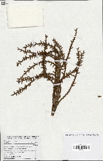 spécimen de Laccosperma laeve