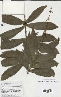 spécimen de Laccosperma laeve