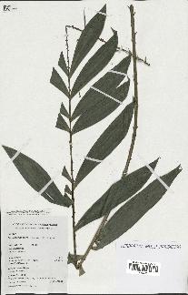 spécimen de Laccosperma laeve