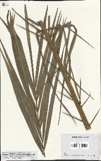 spécimen de Phoenix reclinata
