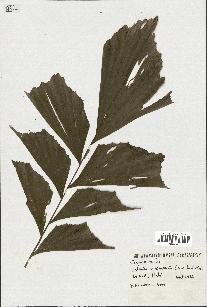 spécimen de Caryota mitis