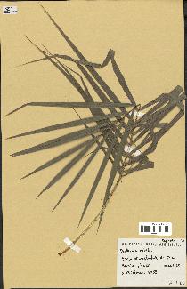 spécimen de Deckenia nobilis