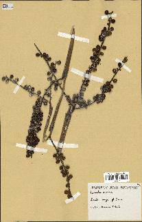 spécimen de Licuala spinosa