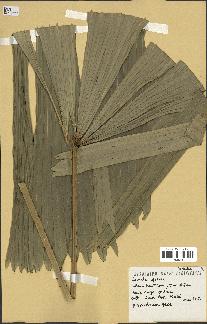 spécimen de Licuala spinosa