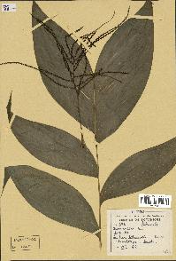 spécimen de Chamaedorea sp.